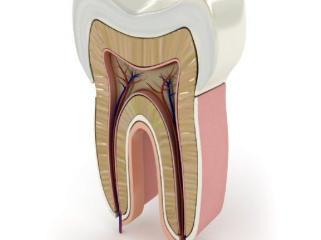 Endodoncie a profylaxe